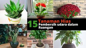 8 tanaman hias pembersih udara dalam ruangan yang mudah ditemui selain berfungsi sebagai hiasan yang memperindah ruangan, beberapa tanaman hias tertentu juga memiliki fungsi lain, yakni sebagai tanaman pembersih udara. 15 Tanaman Hias Pembersih Udara Dalam Ruangan Youtube