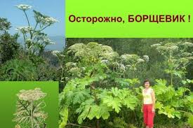 Оказывается, эти растения могут вызвать сильных ожог. Borshevik Foto Kak Lechit Ozhogi