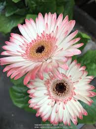 Photo Of Gerbera Daisy Gerbera Jamesonii Uploaded By Tx Flower Child Gerbera Jamesonii Daisy Flower Photos Gerbera Daisy