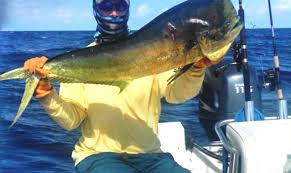 Deep sea fishing in hawaii (tuna & mahi mahi). Fishermen Trolling For Spanish Bluefish Are Running Into A Few Dolphin At Cape Lookout
