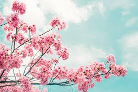 Musim ini menjadi favorit turis untuk datang ke jepang. Sakura Mekar Lebih Awal Di Jepang