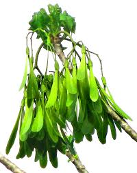 Image result for Gyrocarpus