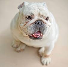 Though they were bred first for fights with bulls we produce special english bulldog muzzles for short and flat snout form. Miniature English Bulldogs Lovetoknow