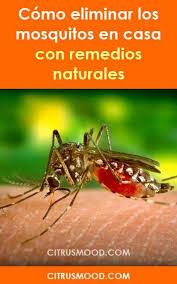 Recuerde siempre prevenir la proliferación de mosquitos en casa. Como Eliminar Los Mosquitos En Casa Con Remedios Naturales Mosquitos Moscas Repelente Eliminar Natural Sintoxicos Vicks Vaporub Mosquito Anti Mosquito