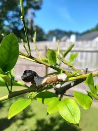 Image result for Vepris bachmannii