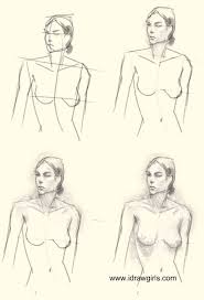 The thoracic segment of the trunk, the abdominal segment of the trunk, and the perineum. How To Draw Woman Upper Body Drawing And Digital Painting Tutorials Online