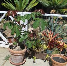 Image result for Pseudobombax