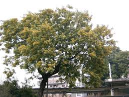 Image result for Acacia dealbata