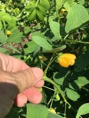 Image result for Sesbania macowaniana