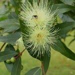 Image result for Syzygium rowlandii