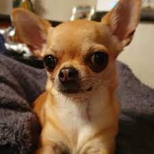 The Beautiful Misty Moo Moo As She Is Affectionately Known Mychiandme Chihuahuasofinstagram Chihuahua Dogsofins Cute Chihuahua Chihuahua Love Cute Puppies