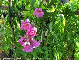 Image result for Podranea brycei