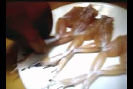 8 kuliner ekstrem yang sayang dilewatkan saat. Beranikah Anda Makan Daging Kodok Setelah Melihat Ini Youtube