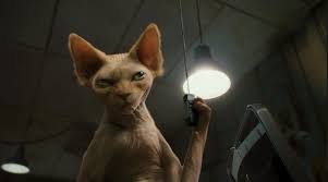 pin na doske cats 2