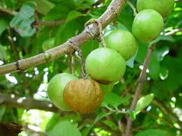 Caribfruits Tamarin De L Inde Fruits Des Antilles Fruits Tropicaux Fruits Tamarin