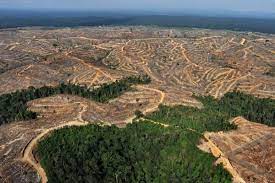 Sg celak sudah rosak secara kekal akibat penarahan hutan di hulunya untuk penanaman durian musang king. Banjir Penebangan Hutan Sosialis Alternatif Malaysia Facebook