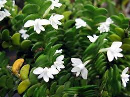 Image result for Angraecum distichum