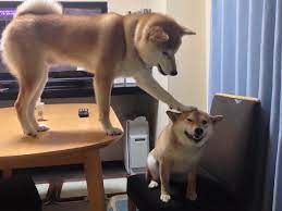 わんこ the dog is the most beloved animals in the world おしゃれまとめの人気アイデア pinterest elsa kao 柴犬 可愛い お犬様 犬のきもち