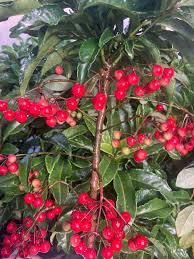 Image result for Ardisia