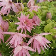 Check spelling or type a new query. Clematis Country Rose Spring Flowering Clematis Garden Plants