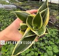 Sansevieria Lotus Hahnii 4”pot (ALL PLANTS Require You to ...