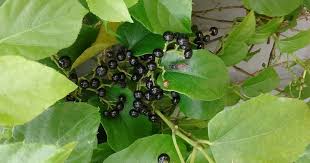 Plantas Que Curam Insulina Vegetal