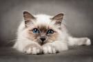 Top 10 Most Beautiful Cat Breeds In The World | Beautiful ...