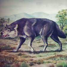 Dire Wolf Dire Wolf Prehistoric Creatures Mammals