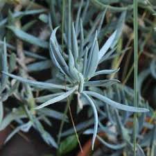 Image result for Senecio deltoideus