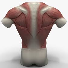 Maybe you would like to learn more about one of these? Torso Muscles 3d Model 59 C4d Lwo Max Obj 3ds Ma Free3d