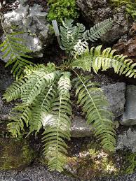 Image result for Asplenium barteri