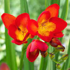 Freesia Single Red Freesias Are Elegant Flowers With Long Graceful Stems And A Wonderful Longfield Gardens First Flowers Of Spring Beautiful Flowers Garden