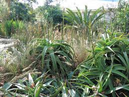 Image result for Indigofera soutpansbergensis