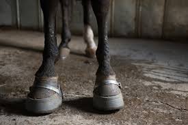 Their bloodlines were influenced by the plantation economy and needs in. In First Week Trump Halts Obama Plan To Curb Tennessee Walking Horse Industry Wkms
