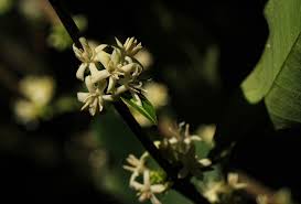 Image result for Tricalysia pallens