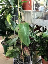 We did not find results for: Philodendron Camposportoanum Reddit Post And Comment Search Socialgrep