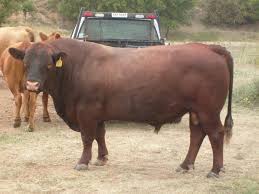 Red Angus Red Angus Hereford Cattle Bull Cow Cattle Farming