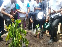 Image result for Monodora grandidieri