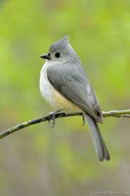 Birds With Tufted Heads Tufted Titmouse The Tufted Titmouse Is A Frequent Visitor To Winter Bird Feeding Stations In The Eastern United Titmouse Bird Colorful Birds Beautiful Birds