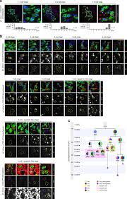 Sharp al 2041 desactivación momentánea de chips y reinicio del contador de páginas. Sensory Neuron Lineage Mapping And Manipulation In The Drosophila Olfactory System Nature Communications