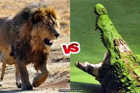 Granted it was a female but consider the size difference between a male vs female lion and that of a baboon vs a silverback gorilla. African Lion Vs Nile Crocodile Fight Comparison