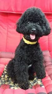 Say Hi To Little Rambo What A Cute Face In 2020 Toy Poodle Haircut Poodle Puppy Poodle Haircut