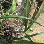 Image result for Summerhayesia