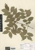 Image result for Olinia rochetiana