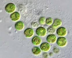 Each type is specialised to do a particular role. Plant And Animal Cells Test Flashcards Quizlet