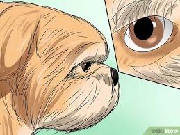 Deworming a pet would reduce the risks of intestinal problems and issues like vomiting or diarrhea. How To Prevent Tear Staining In Dogs 10 Steps With Pictures