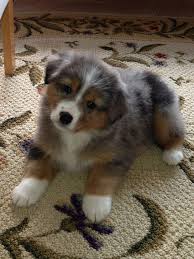 Australian Shepherd Smart Working Dog Cute Little Animals Australian Shepherd Puppies Aussie Puppies