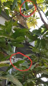 Mangga atau mangifera indica merupakan buah yang banyak disukai semua orang. Menge Tut Pokok