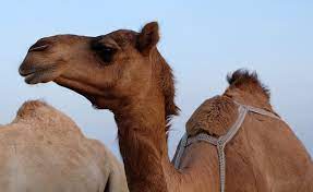 Having said that, there really is an average speaking speed. Fun Camel Facts For Kids Animal Facts Cool Kid Facts