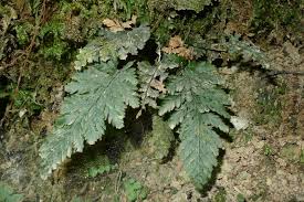 Image result for Abrodictyum rigidum